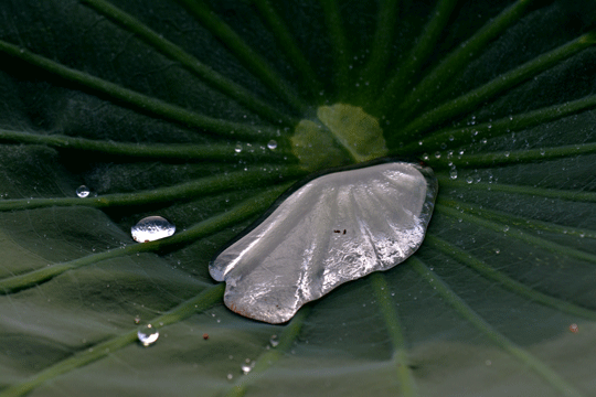 c0093046_7552529.gif