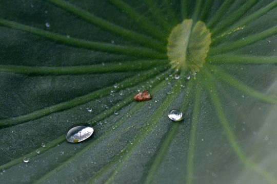 c0093046_755912.gif