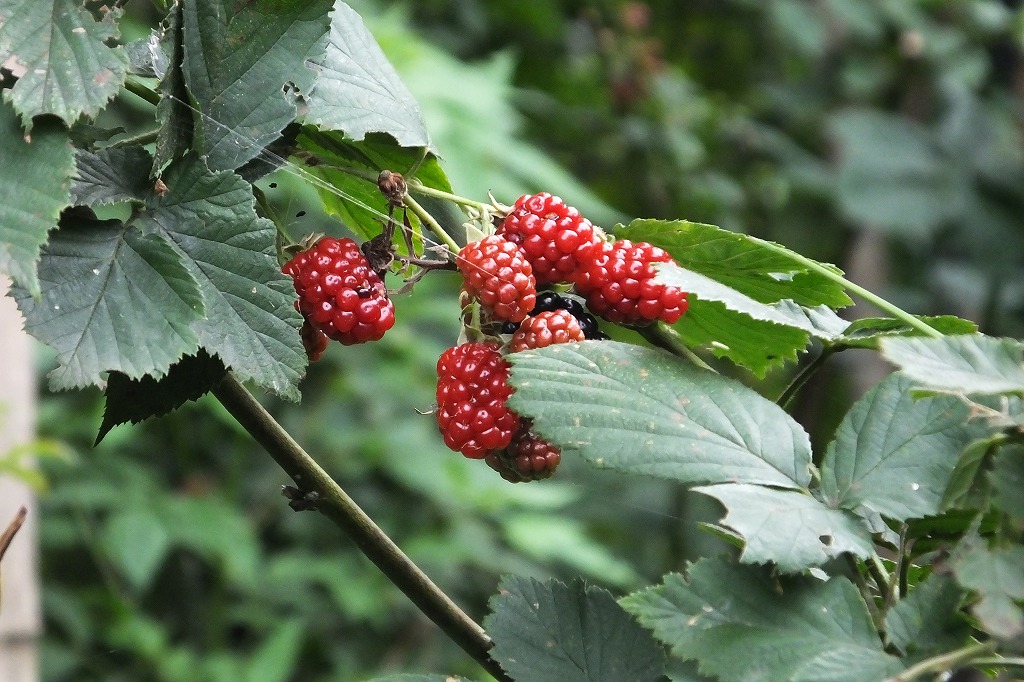 b0236251_11464532.jpg