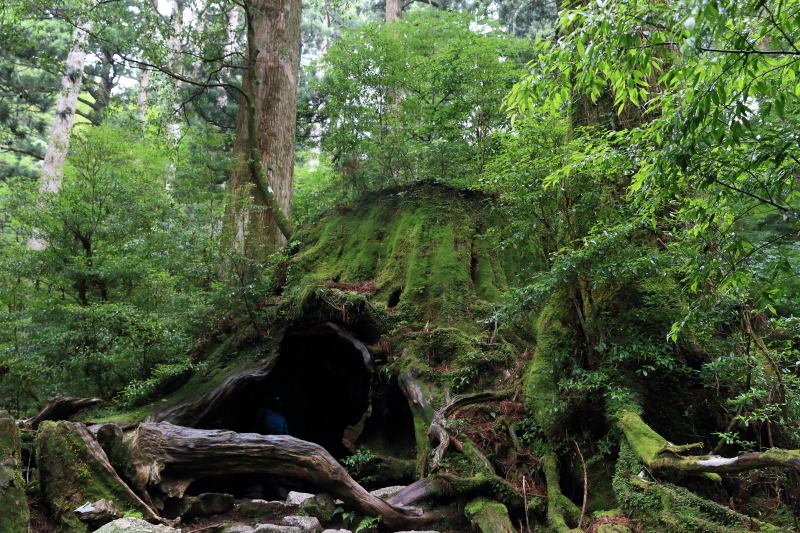 縄文杉 part.2 恋愛成就！_e0131279_2355577.jpg