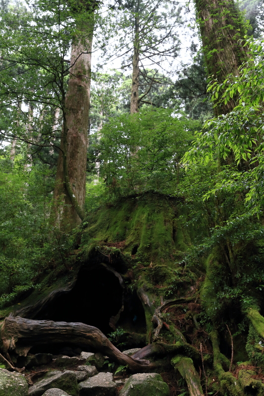 縄文杉 part.2 恋愛成就！_e0131279_2384874.jpg