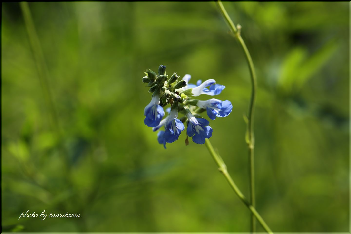 夏の花百景　vol.4_e0351179_21111529.jpg