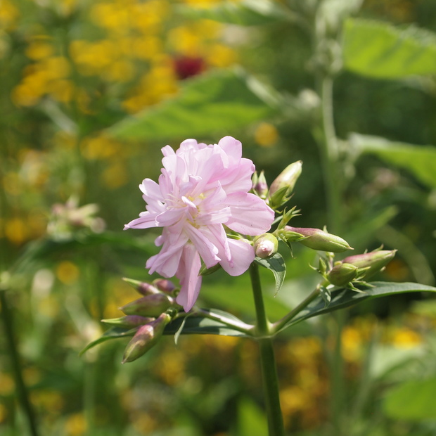 初夏から夏にかけてはハーブのお花の最盛期_a0292194_2132550.jpg