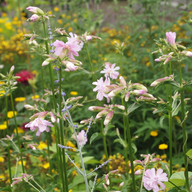 初夏から夏にかけてはハーブのお花の最盛期_a0292194_2133593.jpg