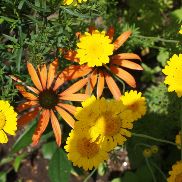 初夏から夏にかけてはハーブのお花の最盛期_a0292194_21465244.jpg