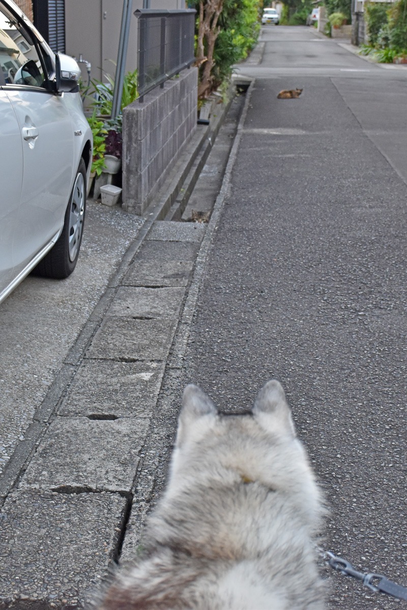 猫ねこDay　♪　(^o^)_c0049299_23131034.jpg