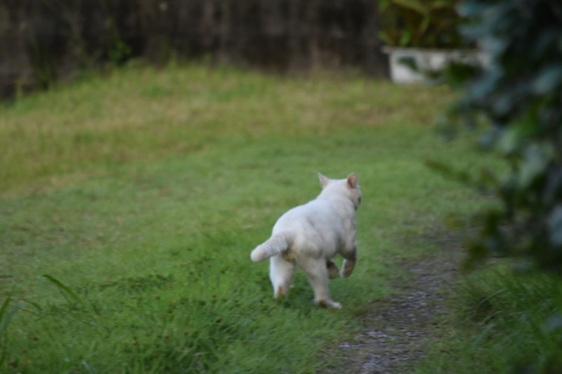 猫ねこDay　♪　(^o^)_c0049299_23214812.jpg