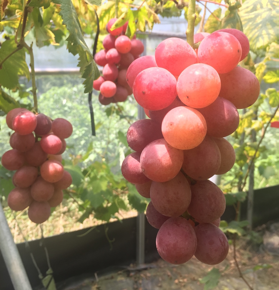今季の葡萄の収穫が始まりました。_f0018099_02441556.jpg