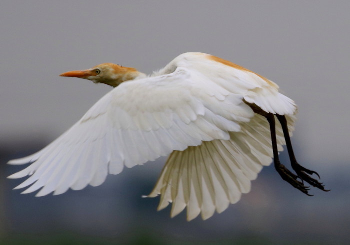 アマサギ２０１６：繁殖期（２）_c0319902_21281971.jpg