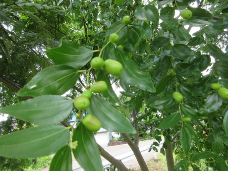 a0203003_20442076.jpg