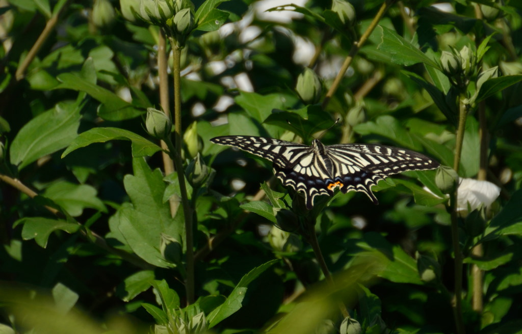 アゲハチョウ_c0171406_1449428.jpg