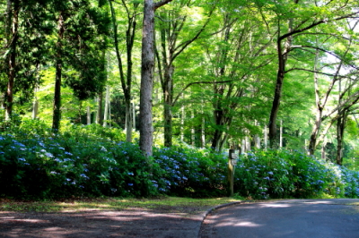 塩田城跡あじさい小道_a0251508_19492747.jpg