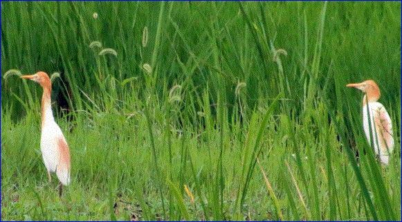 f0231709_0465737.gif