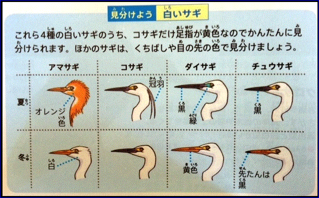 シラサギの仲間のコロニー（愛媛県西条市）・・・2016/7/28_f0231709_1342679.gif