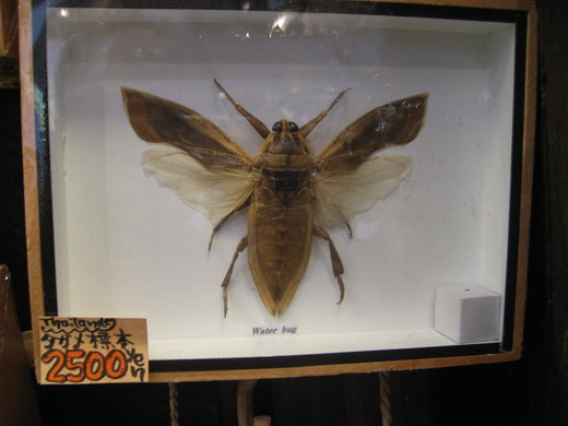 c0062511_22451210.jpg