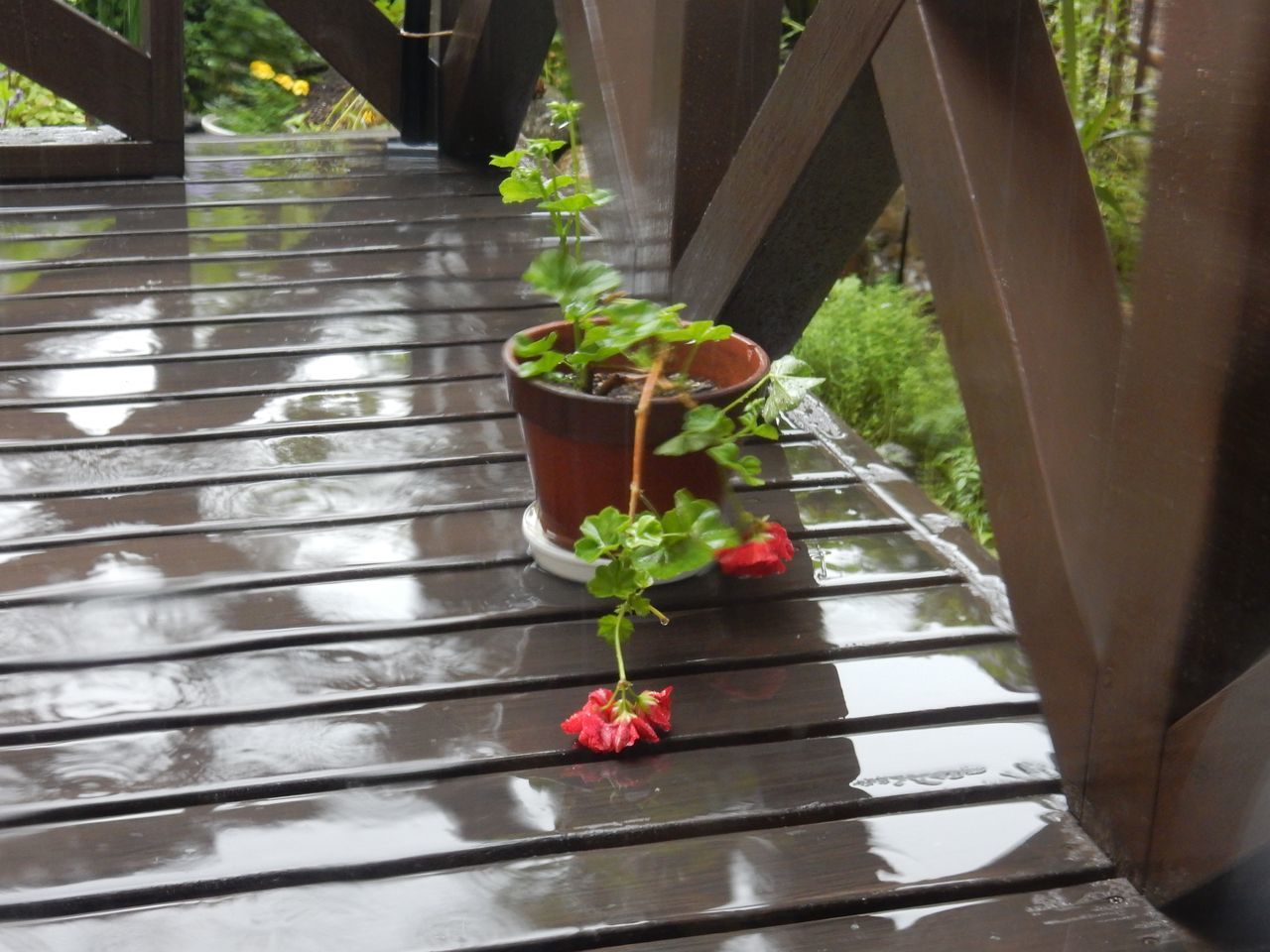 雨本番_c0025115_21344917.jpg