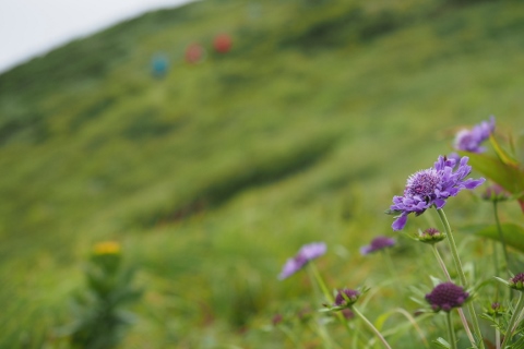 2016/7/25~26 飯豊連峰　石転び沢から梶川尾根周回_b0189948_2257562.jpg