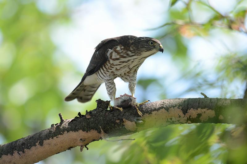 ツミ幼鳥の食事・・・_c0233349_22304512.jpg