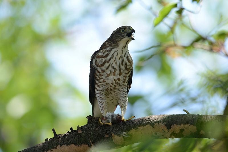 ツミ幼鳥の食事・・・_c0233349_22315189.jpg