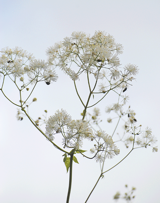 a0001354_22464148.gif
