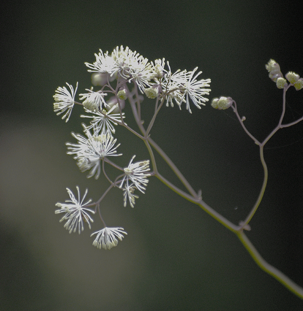 a0001354_22472978.gif