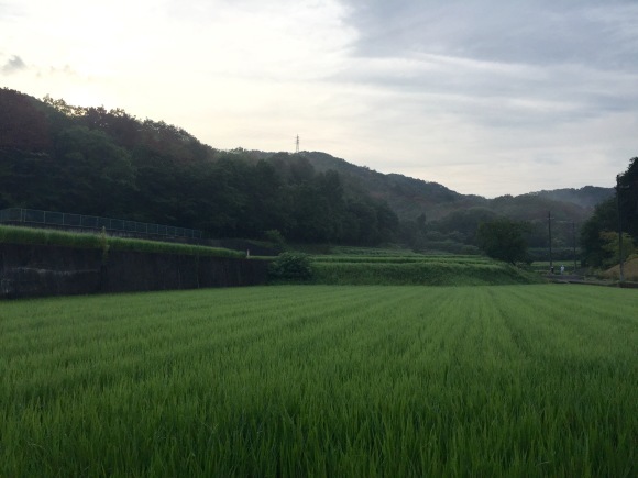 朝の里山散歩_e0083155_08102231.jpeg