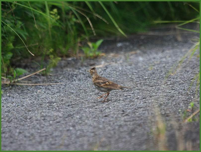 早朝鳥見へ・・・2  (7月28日）_f0345156_14311486.jpg