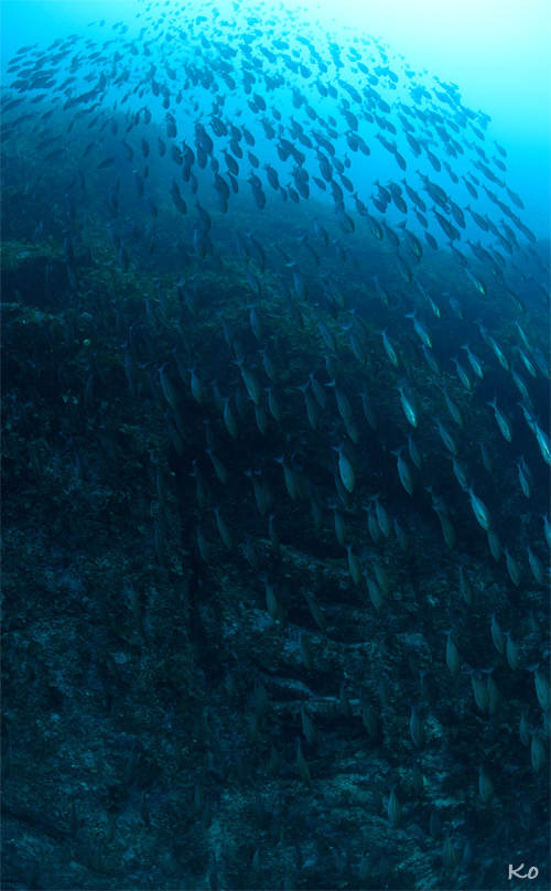 再びオオグリへ☆冠島_e0158261_6392128.jpg