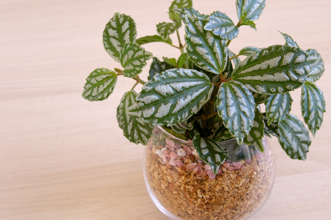 植物の力_b0117785_12142765.jpg