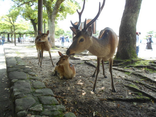 安芸の宮島の鹿と奈良の鹿 赤城の隠居です