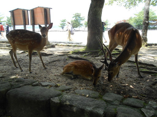安芸の宮島の鹿と奈良の鹿 赤城の隠居です