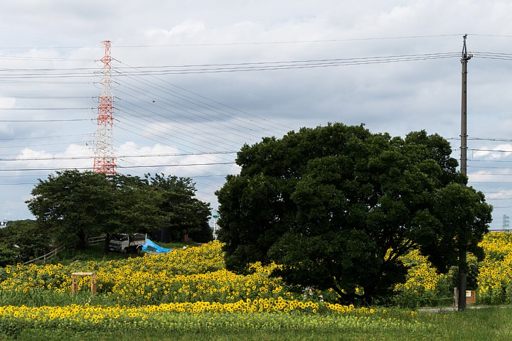 夏色に染まる牧場_d0353489_1583880.jpg