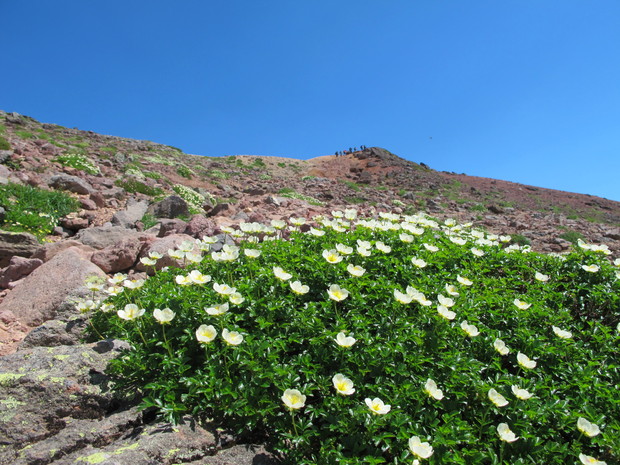 北海道山旅②　大雪山旭岳を周回　2016.7.25（月）_a0166196_12565293.jpg