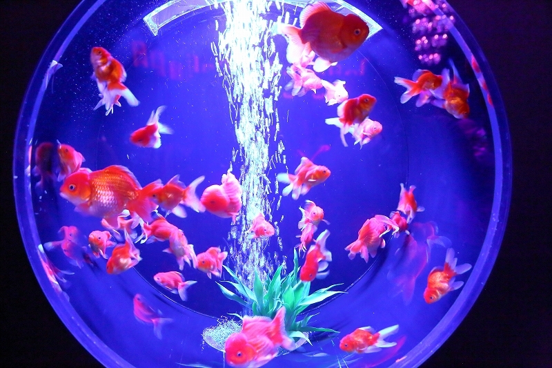 金魚鉢 金魚 江戸文字 腕時計 8月 | 2021 | 広島 海の見える杜美術館