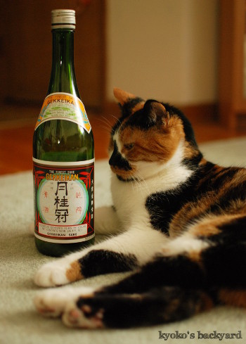 やらせ陰謀シリーズ? お酒編_b0253205_05011940.jpg