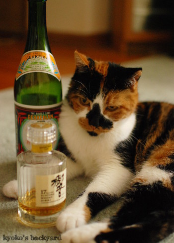 やらせ陰謀シリーズ? お酒編_b0253205_05030149.jpg