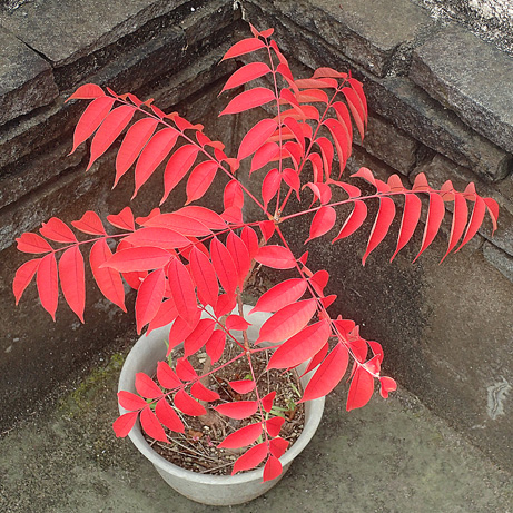 ハゼノキ紅葉 樹木見て歩き