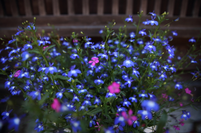 奈良井宿・梅雨彩～後編～_d0349418_21253330.jpg