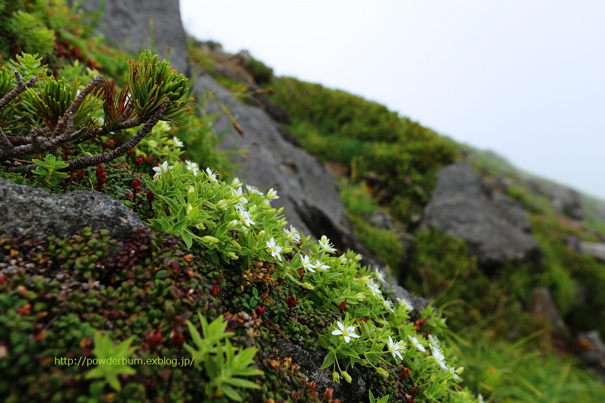 花と残雪の鳥海山_b0062024_12124670.jpg