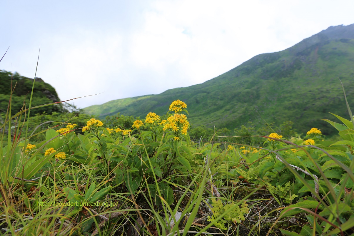 花と残雪の鳥海山_b0062024_1225447.jpg