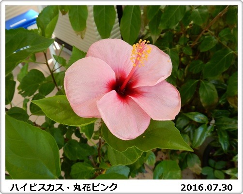 e0033229_17231812.jpg