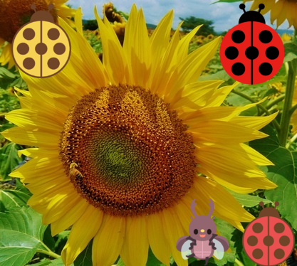 a0206332_13245512.png