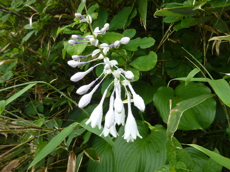 白馬三山から白馬鑓温泉_c0218841_22105340.jpg