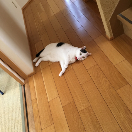 猫モンGO_d0240541_11132027.jpg