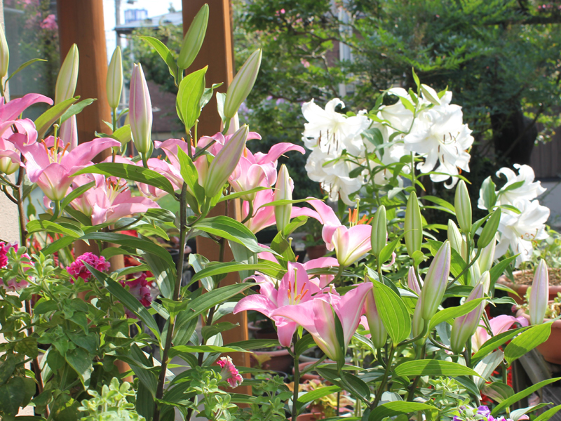 カサブランカ 花言葉 雄大な愛 温もり 滑川さんちの花物語 カサブランカ 花言葉 雄大な愛 温もり 滑川さんちの花物語
