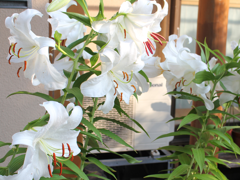カサブランカ 花言葉 雄大な愛 温もり 滑川さんちの花物語 カサブランカ 花言葉 雄大な愛 温もり 滑川さんちの花物語