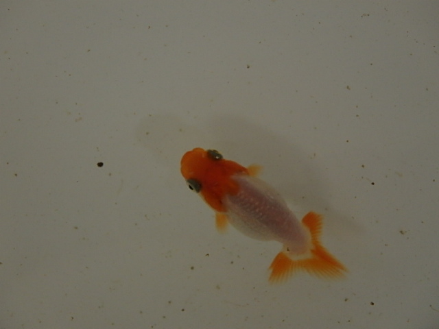 f0334143_94046.jpg