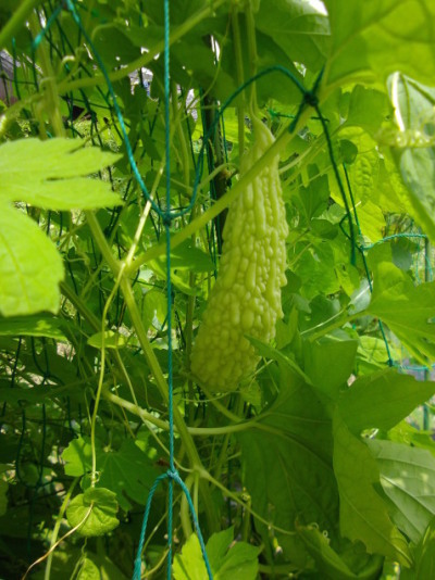 『ここかぜ農園さんのとれたて旬野菜の販売そして、ゆるりがもりお昼ごはんを囲む会』の模様です(^^)_a0281449_20470267.jpg