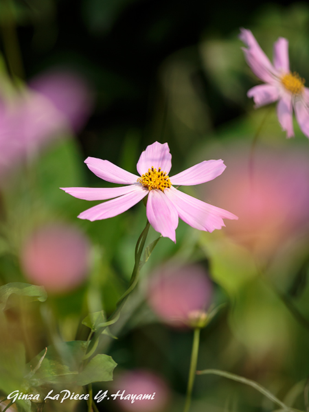 花のある風景 淡いピンクの花_b0133053_0535270.jpg