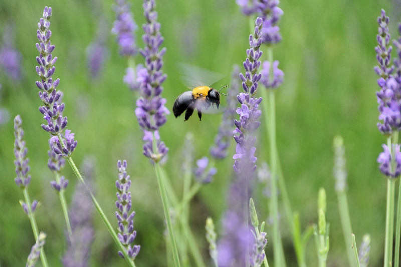 クマンバチは飛ぶ（Carpenter bees fly in the lavender fields）_d0113554_8111220.jpg